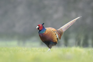 Male Pheasant in a meadow