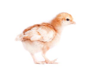 One small yellow chicken on white background