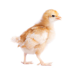 Cute little chicken isolated on white background
