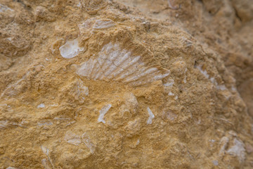 versteinerte Muscheln in festem Sandstein an der Algarve, Portugal