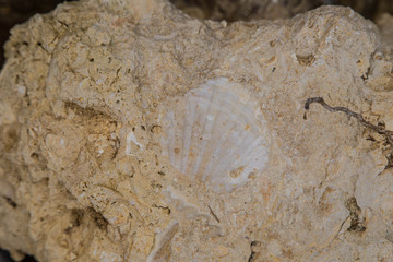 versteinerte Muscheln in festem Sandstein an der Algarve, Portugal