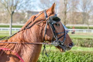 Cheval de trot avec œillères