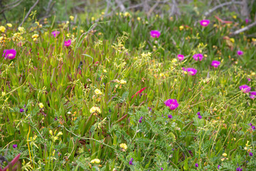 frühlingshaft blühende Algarve, Portugal