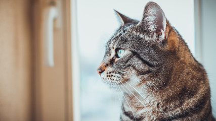 Alert tabby cat sitting indoors