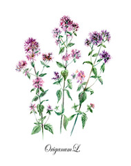 Oregano. Collection herb. Watercolor hand drawn illustration. Botanical illustration