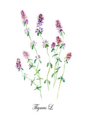 Thyme. Collection herb. Watercolor hand drawn illustration. Botanical illustration - 107455037