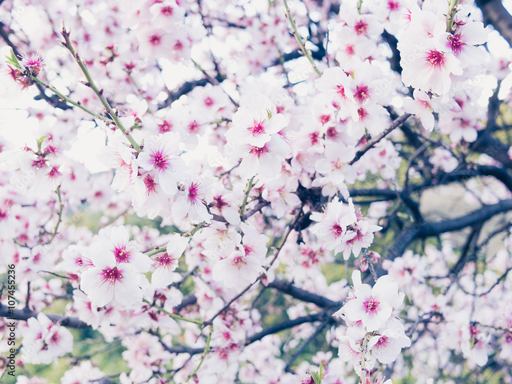 Poster Cherry blossoms