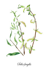 Willow fragile. Collection herb. Watercolor hand drawn illustration. Botanical illustration