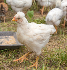 A close up of a nestling chicken running in the garden