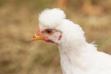 A close up of a nestling chicken running in the garden