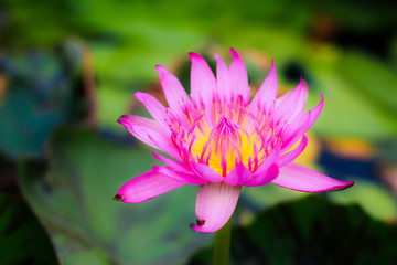 Fototapeta premium Lotus