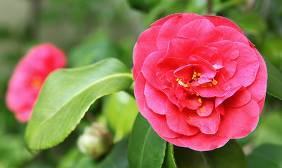 Camélia rouge
