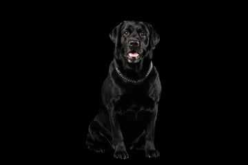 Muscle Labrador Dog Sitting in Front view, Isolated on black