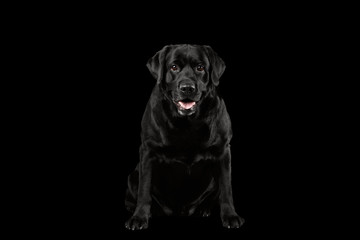 Muscle Labrador Dog Sitting, Question Looking in Camera, Front, Isolated