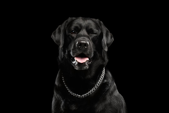 Closeup Portrait Winked black Labrador Dog, Front view,  Isolated background