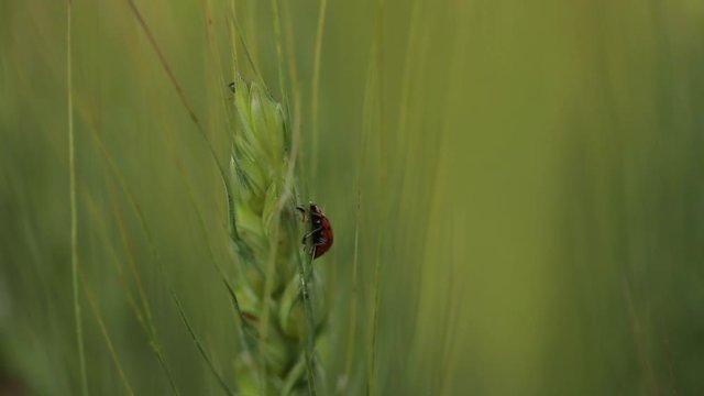 Close up on golden knop or ladybug sitting on a bread corn. Rack focus, handheld shot.