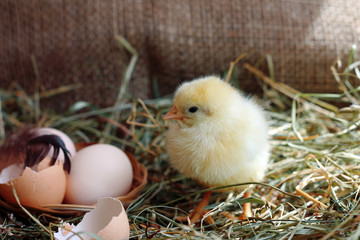 Poultry. Cute yellow chicken on hay
