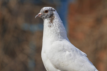 Portrait of a white dove gray massk