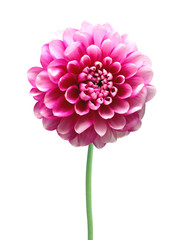 Pink Dahlia Autumn flower isolated on white