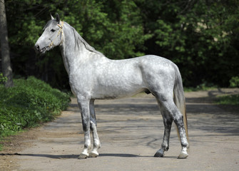 Conformation of the gray orlov trotter