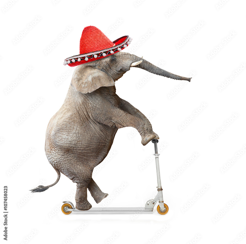 Wall mural Crazy elephant with sombrero driving a push scooter. Republican elephant going to elections. Digital artwork on political theme.