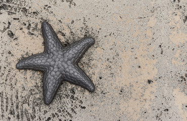 Sea starfish