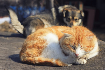 red cat lies in the sun and behind him a dog