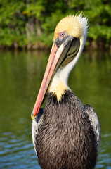 M. Pelican 1
Image taken in Islamorada, Florida Keys, USA