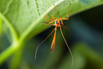 Ichneumon Wasp Yellow Ophion or Ophion Luteus, head-on view.