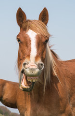 Ritatto di un cavallo sorridente
