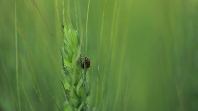Close up on golden knop or ladybug sitting on a bread corn. Rack focus, handheld shot.