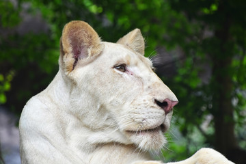 Young white lioness profile in zoo close up