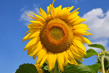 Young sunflower over blue sky