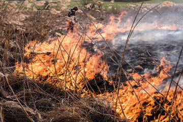 Burning dry reeds. Burned grass and tree on the field in springtime.
