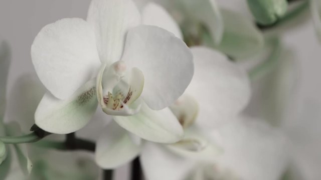 White orchid flower in close-up