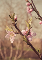 Peach flowers