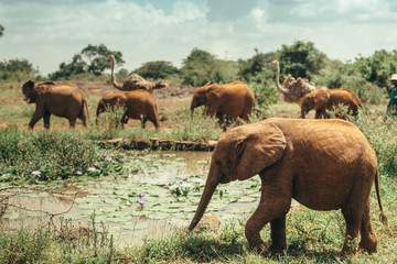 Fototapeta na wymiar Baby elephants walking free in national park Nairobi, Kenya 