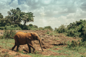 Obraz premium Baby elephant in national park Nairobi, Kenya 
