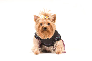 yorkshire terrier portrait in studio