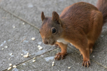 rotes Eichhörnchen auf dem Balkon