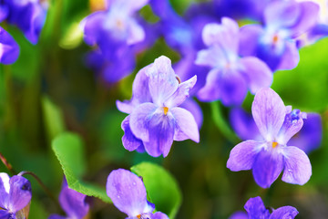 Fototapeta na wymiar Viola flowers