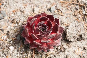 Red sempervivum