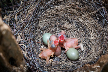 Nest of Jay (Garrulus glandarius). Eggs and chicks