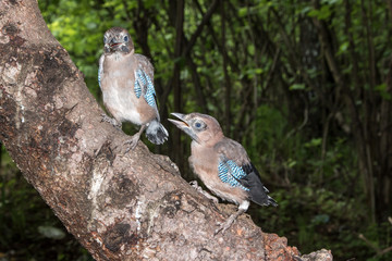 Jay (Garrulus glandarius)