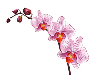 Pink orchid branch