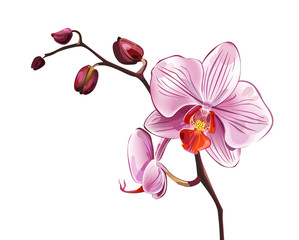 Pink orchid blossom