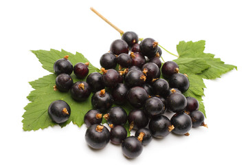 Branch of black currant on a white background.