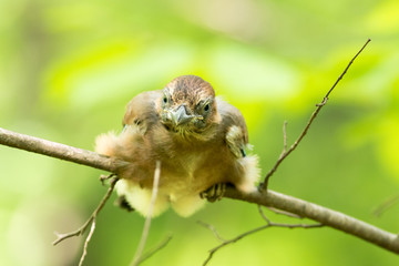 Jay (Garrulus glandarius)