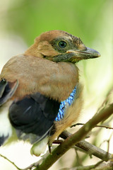 Jay (Garrulus glandarius)