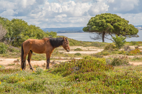 einsames braunes Pferd auf duftender und blühender Algarve Landschaft - Freiheit pur!